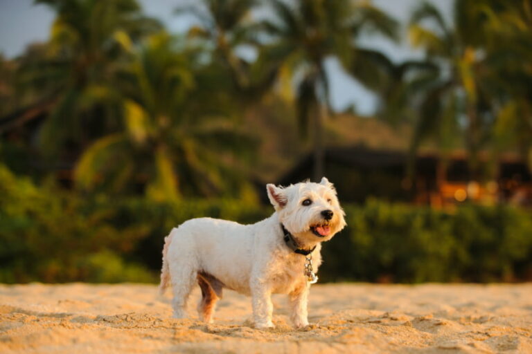 Dog in Hawaii