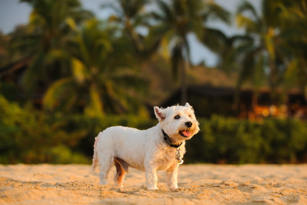 36 Hawaiian Dog Names Inspired By Island Life