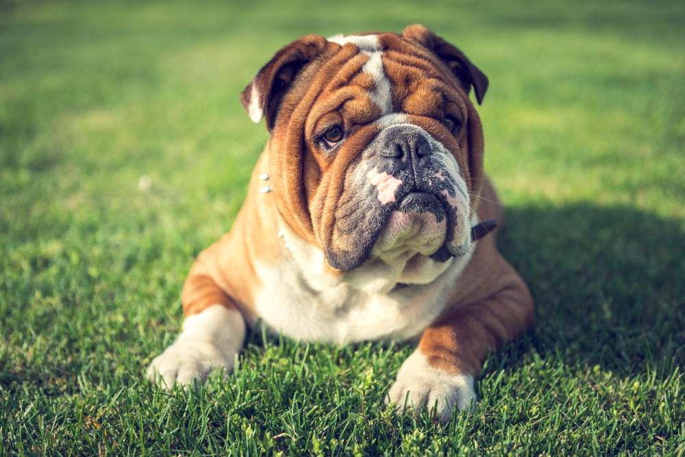 English Bulldog outside in grass