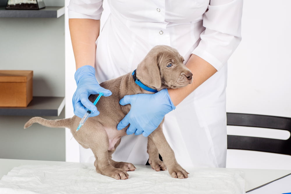 Puppy getting vaccinated