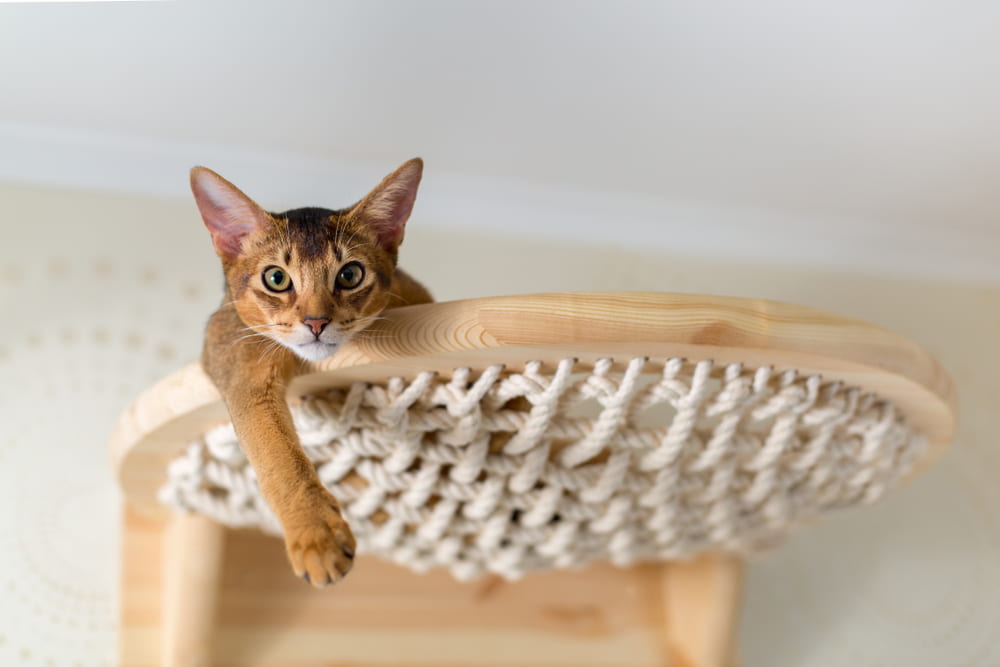 Abyssinian cat in cat tree