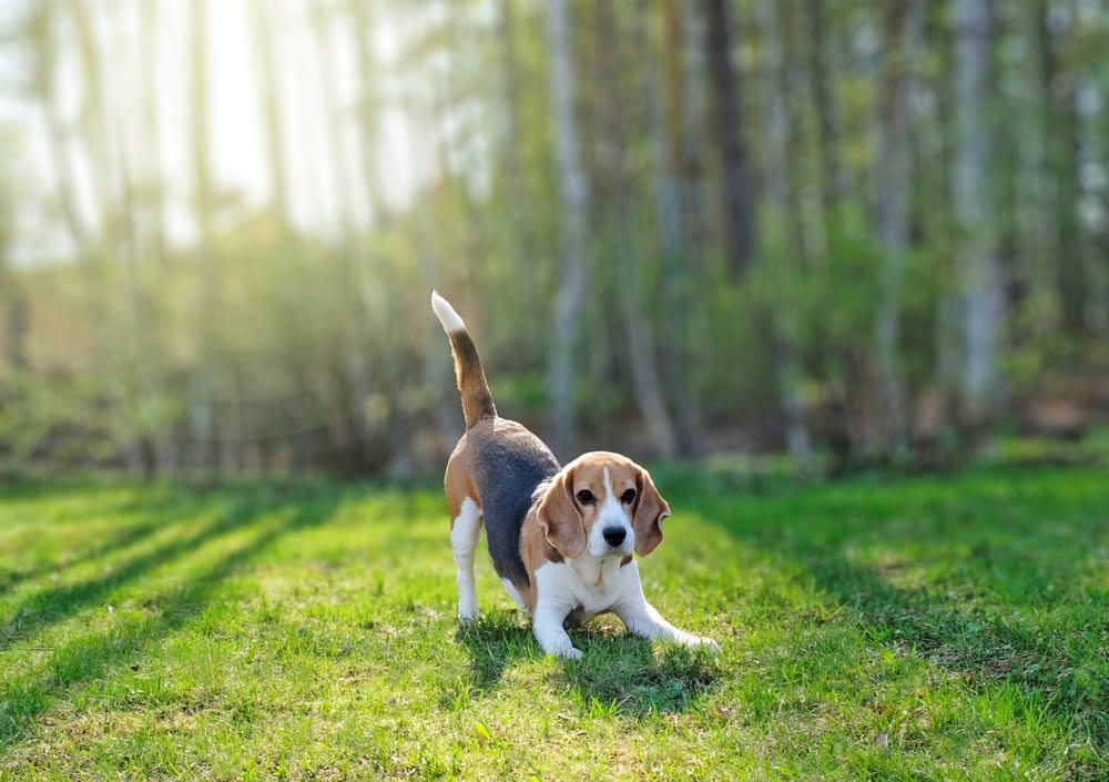Outdoor Beagle picture