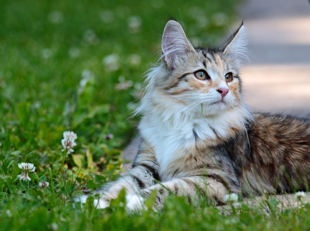 Norwegian Forest Cat in grass