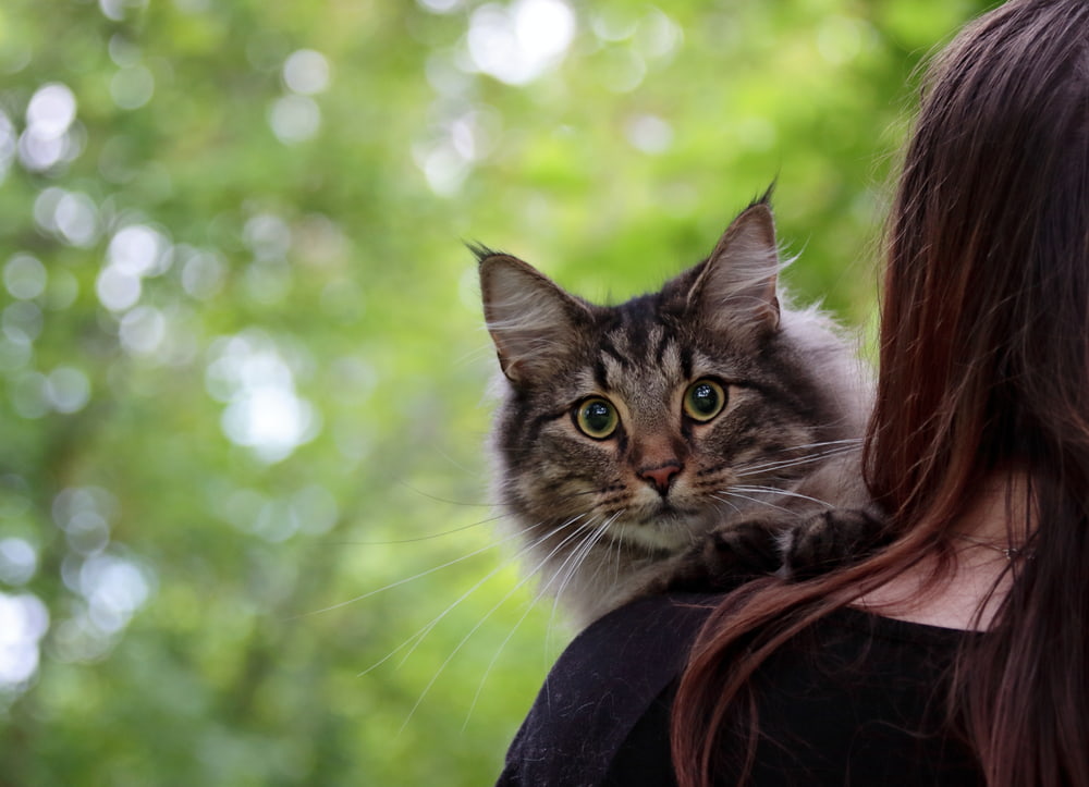 Woman holding Norwegian Forest Cat