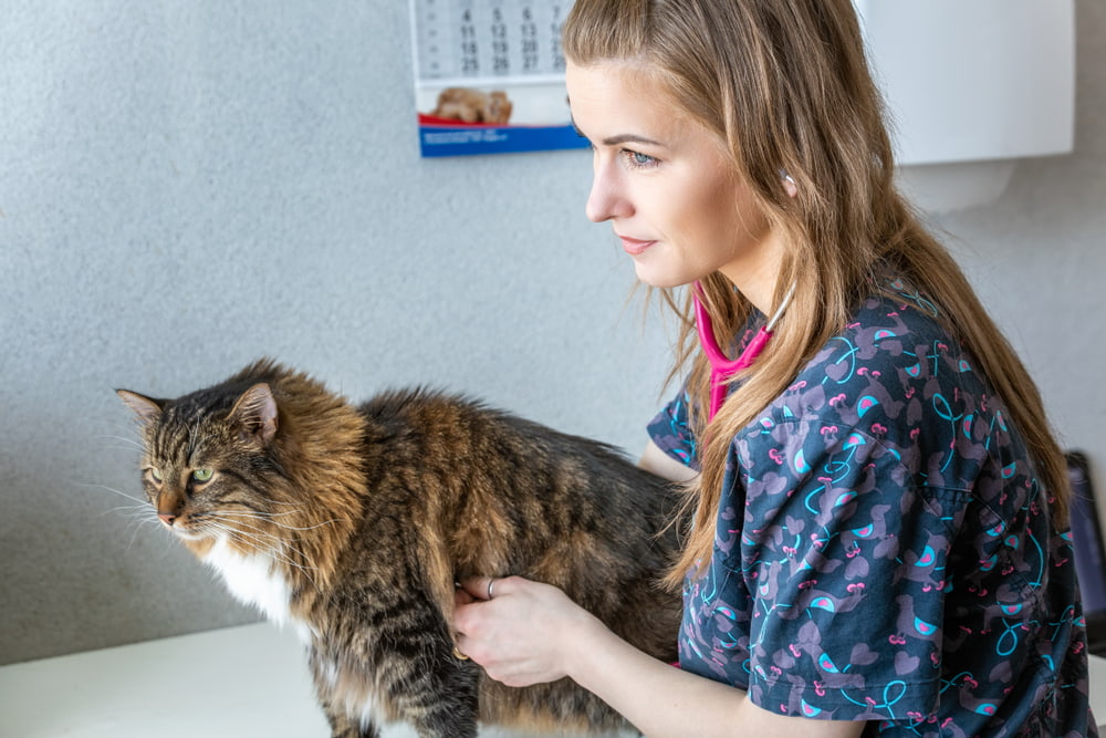 Norwegian Forest Cat at vet