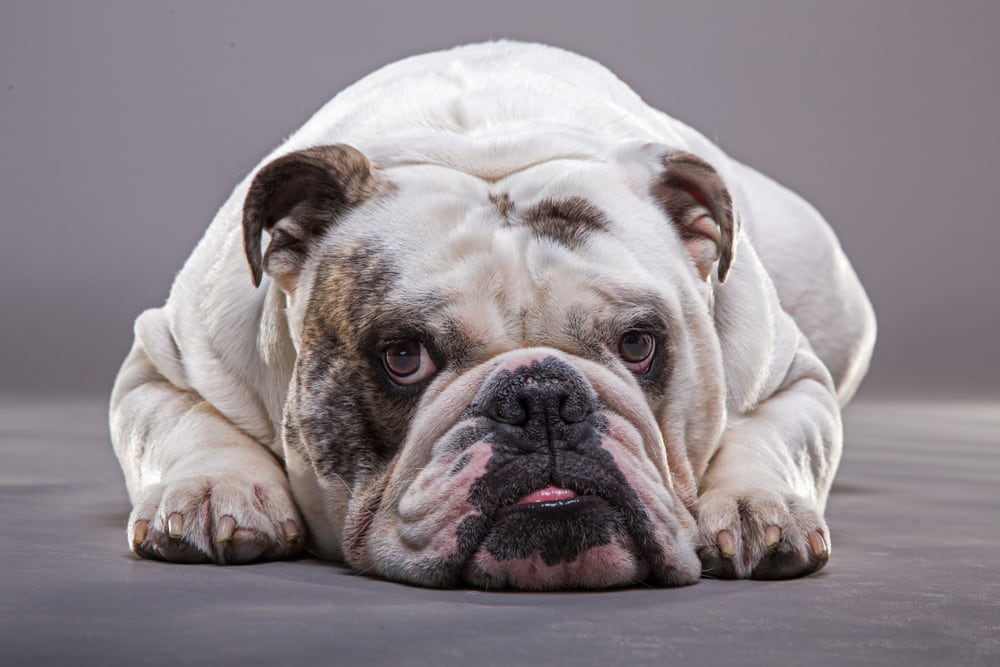 Tired Bulldog lying down