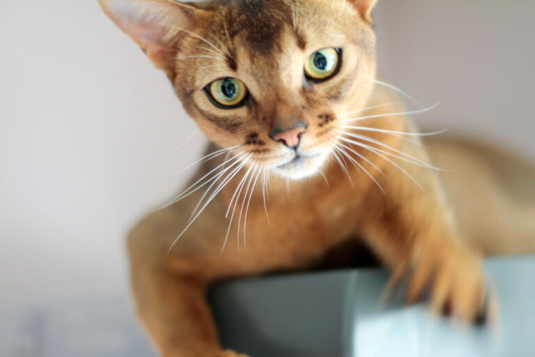 Closeup of Abyssinian cat
