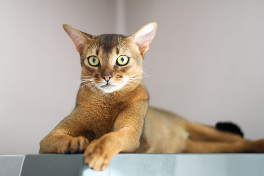 Strong Abyssinian cat