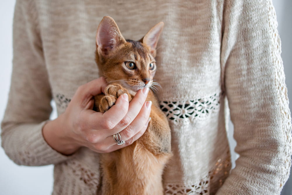 Man holding Abyssinian cat