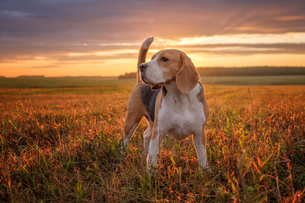 Beagle in field