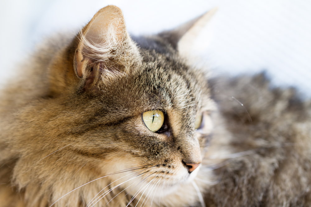 Profile view of Norwegian Forest Cat