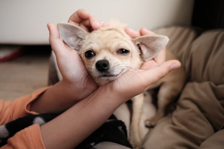 Woman petting Chihuahua