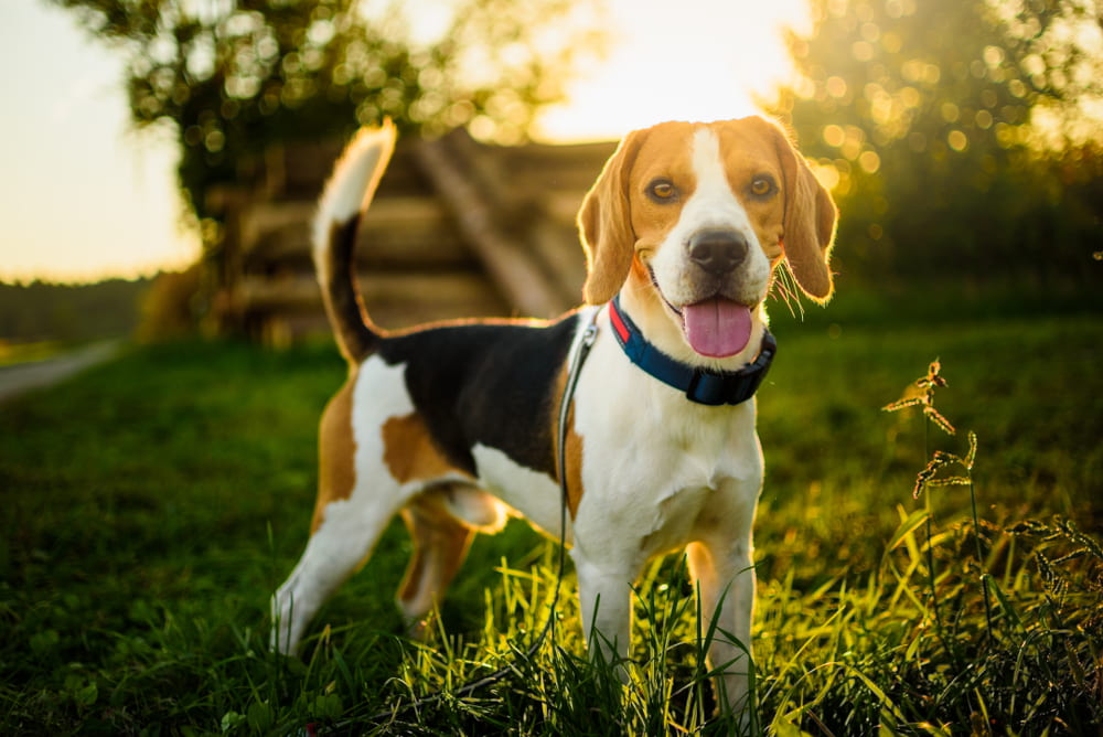 Beagle in backyard