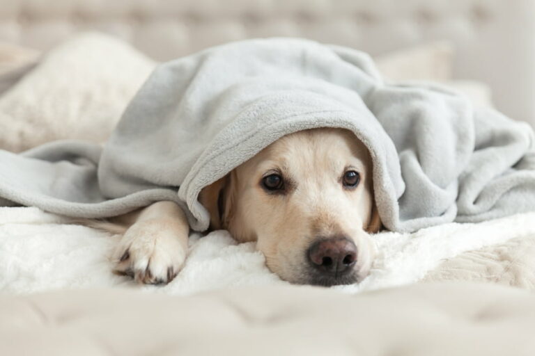 Sick dog under blanket