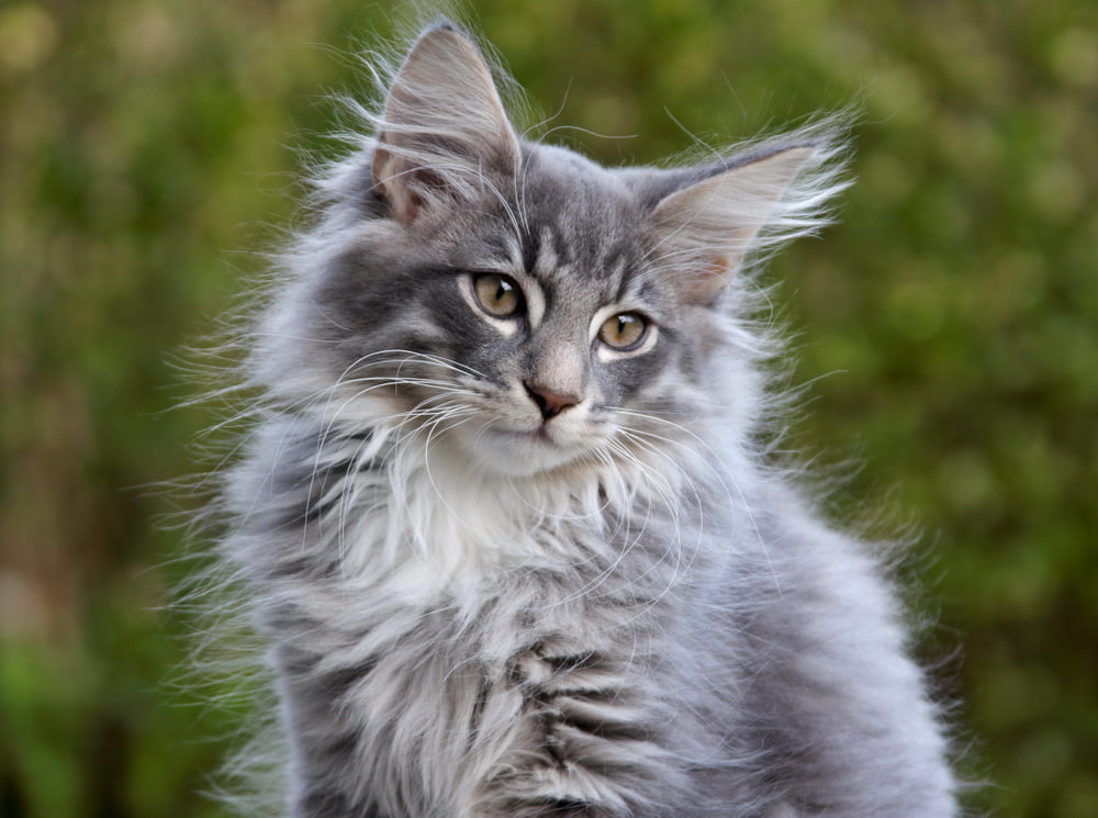 Norwegian Forest Cat kitten