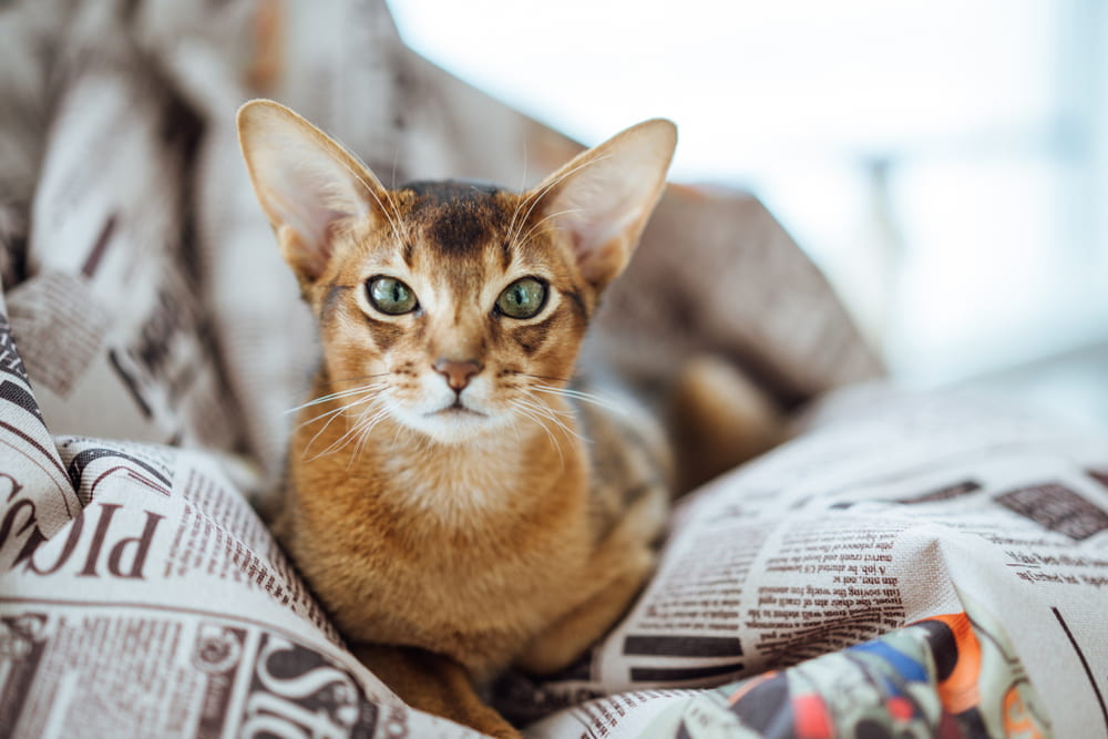 Abyssinian cat with green eyes