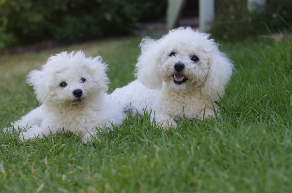 Two Bichon dogs in grass