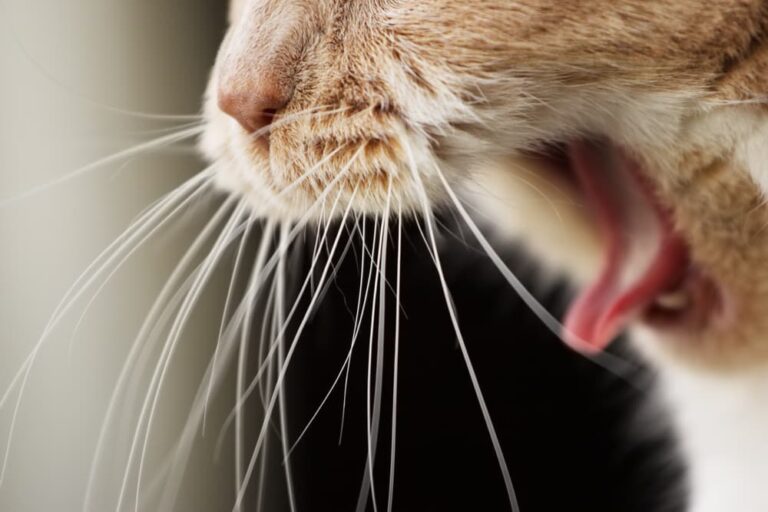 Cat with open mouth about to vomit