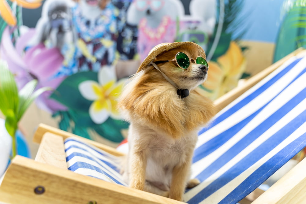Chihuahua in lounge chair