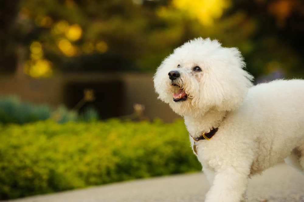 Sweet Bichon on walk