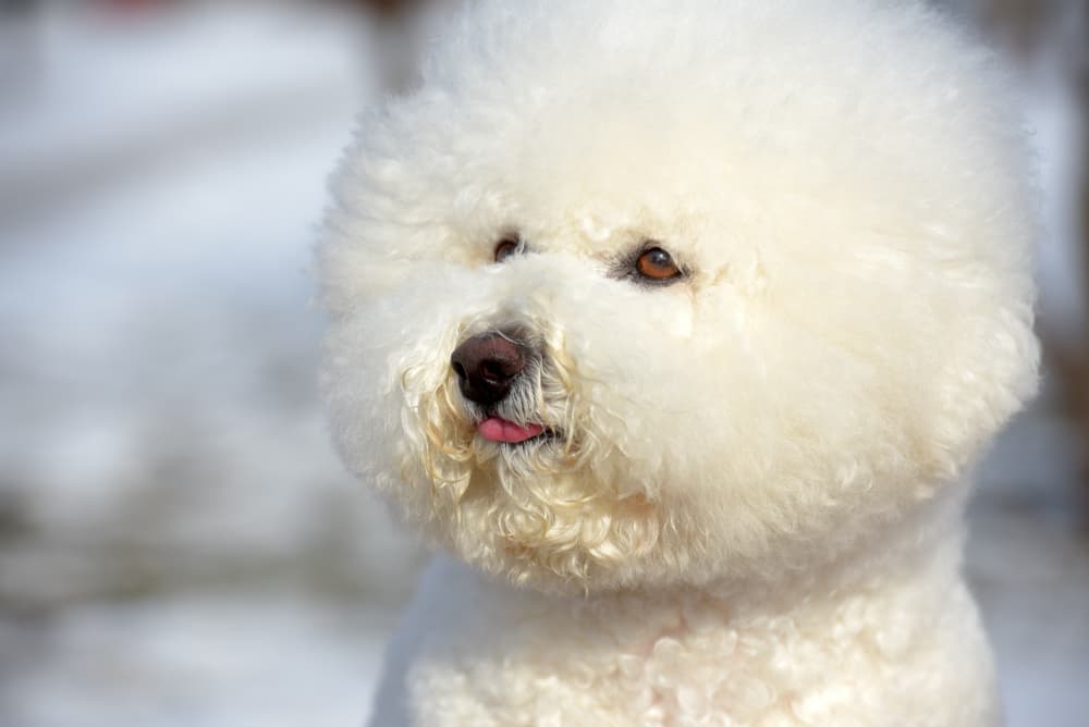 Bichon Frise in snow