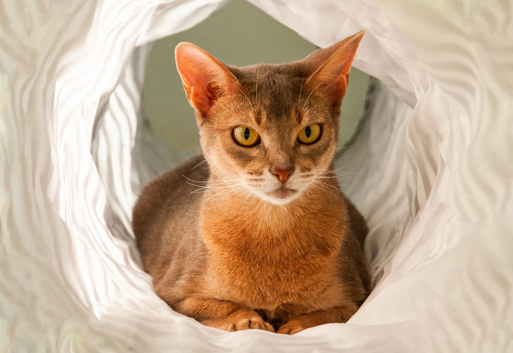 Abyssinian cat in toy tunnel