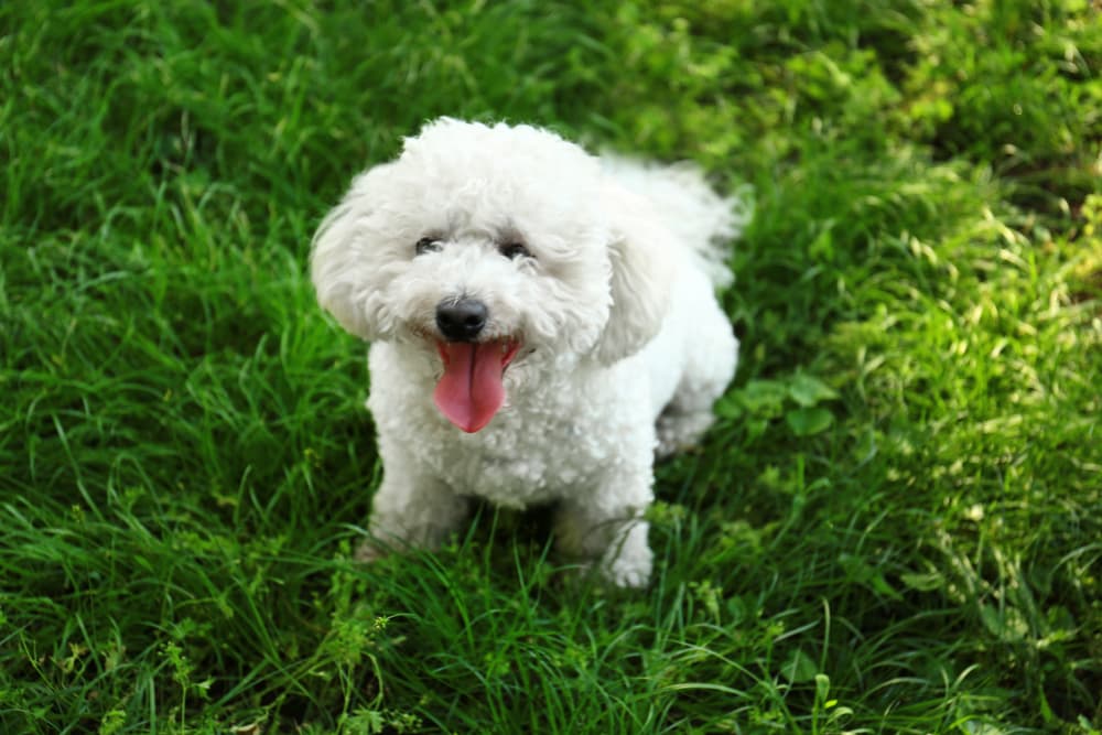 Bichon with tongue out