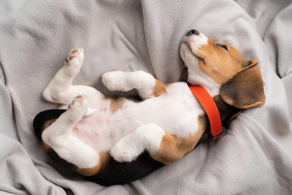 Sleeping Beagle puppy