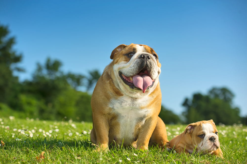 Mother and baby Bulldog