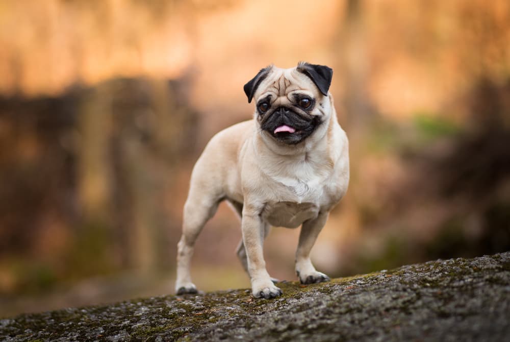 Pug on rock