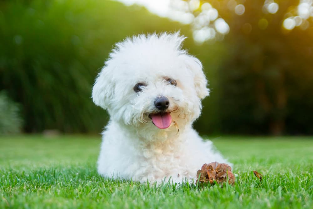 Smiling Bichon Frise