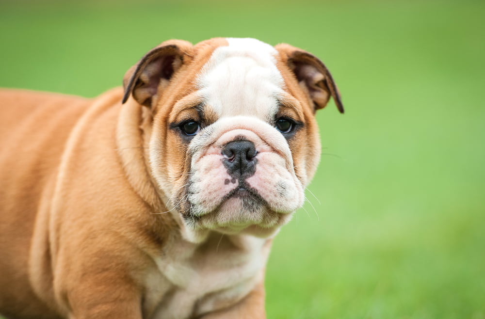 Bulldog puppy outside