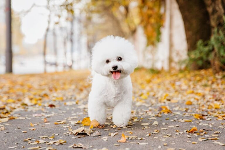 Bichon Frise in Autumn