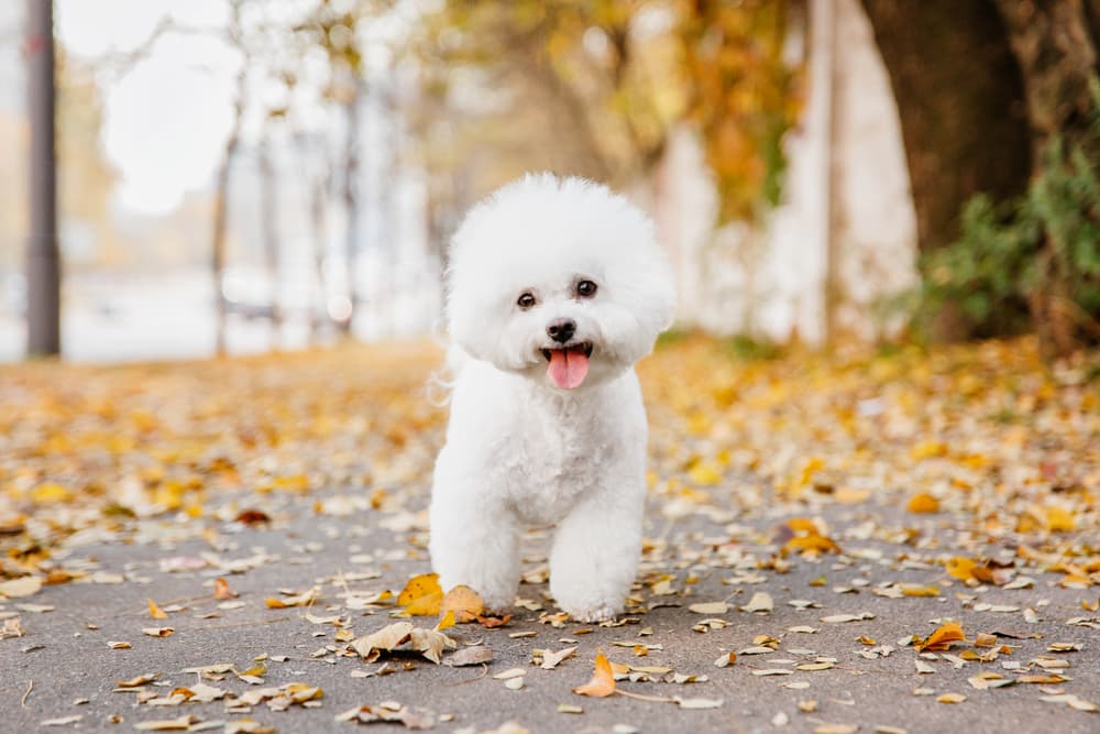 Bichon Frise Bichon Frise