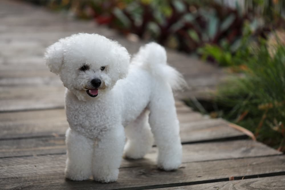 groomed Bichon Frise