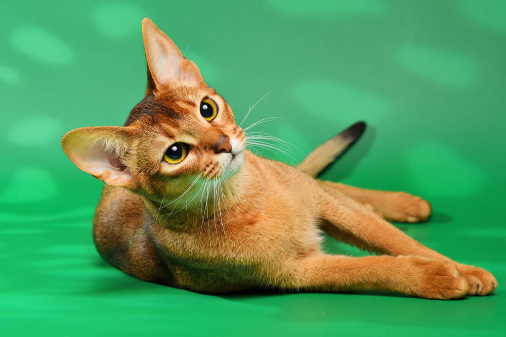Abyssinian cat on green background