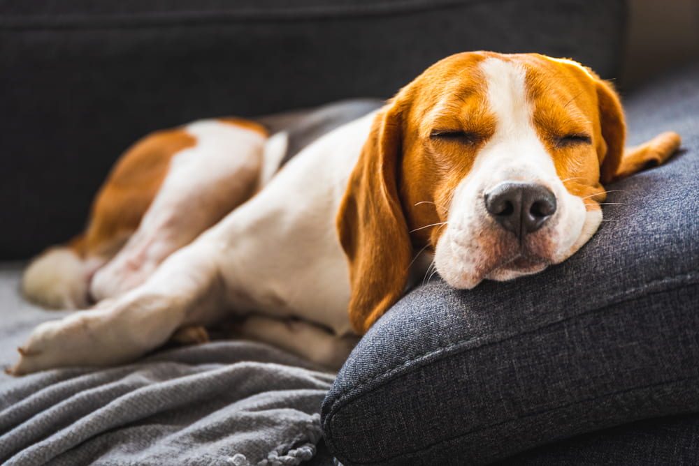 Sleeping Beagle dog