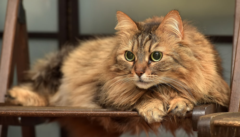 Playful Norwegian Forest Cat