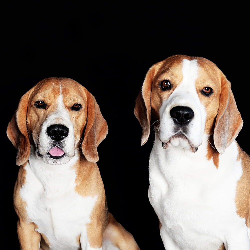 Two Beagles on black background