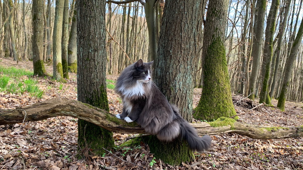 Norwegian Forest Cat on log