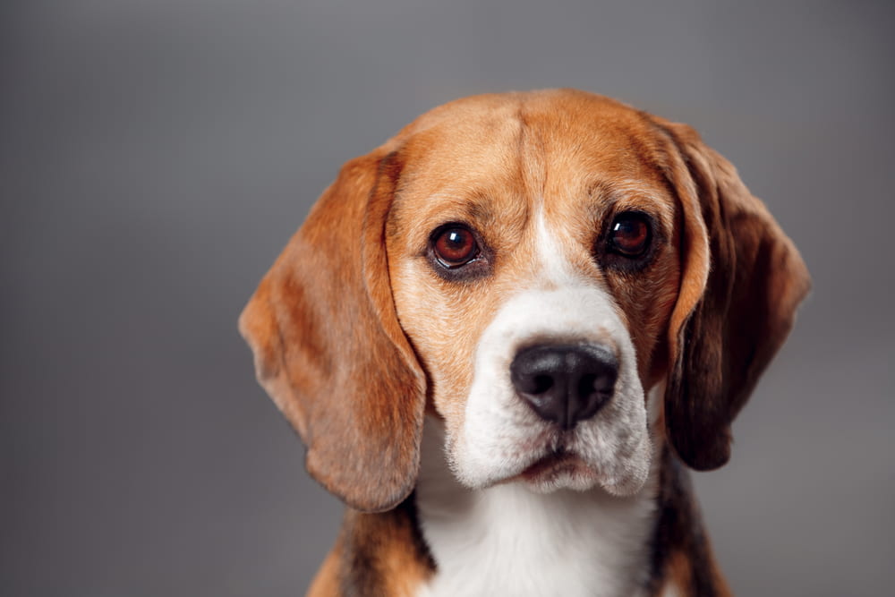 Beagle portrait