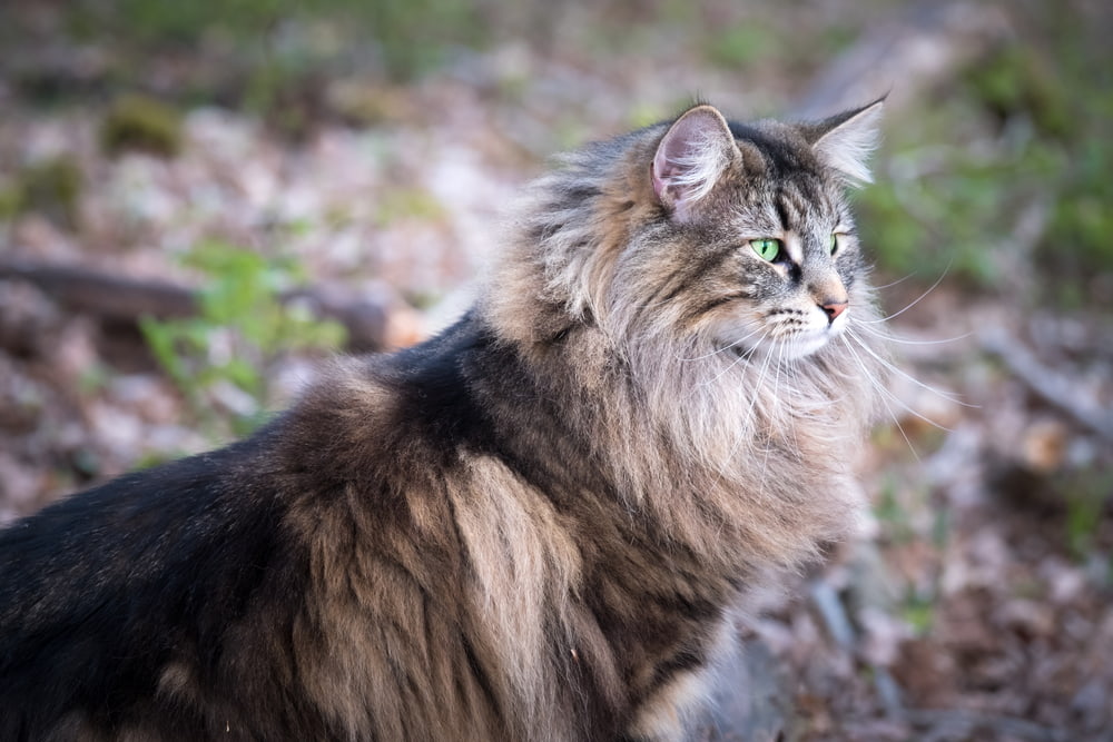 Pretty Norwegian Forest Cat