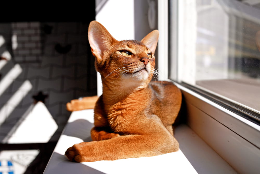 Abyssinian cat on window sill