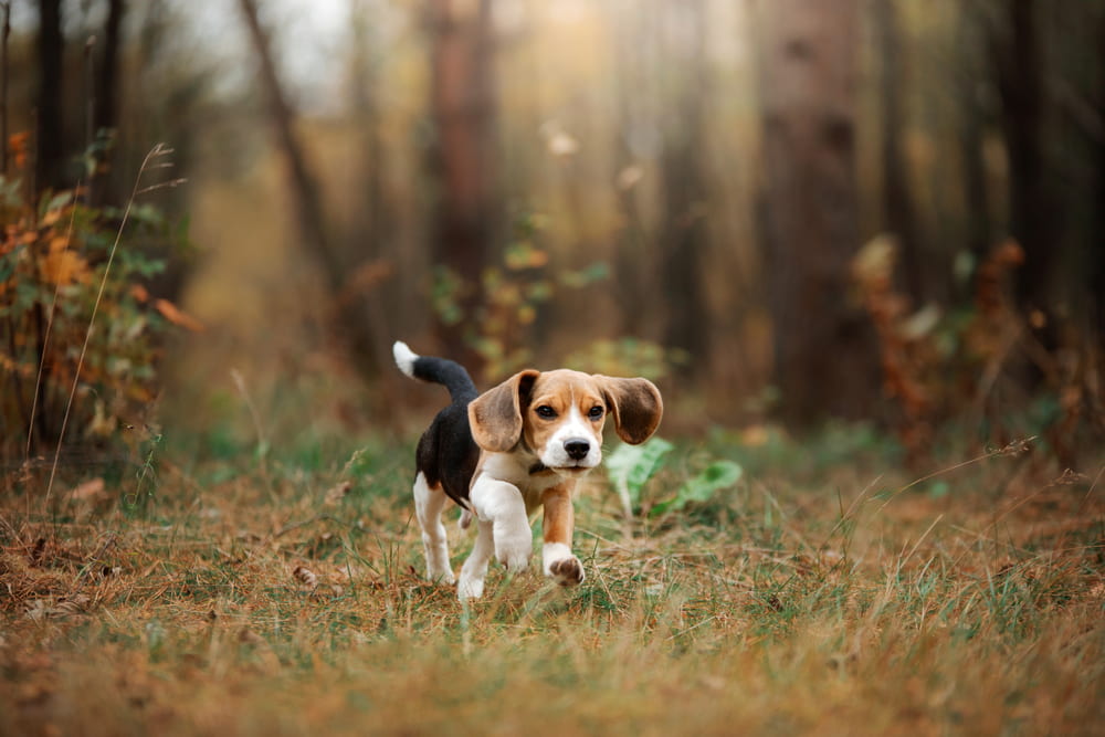 Beagle puppy in woods