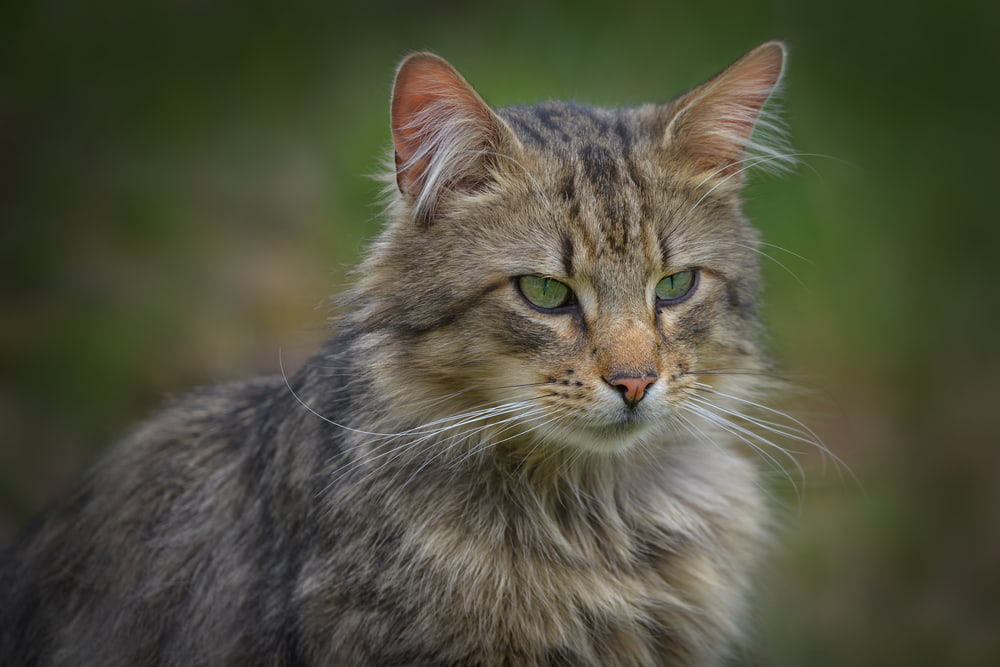 Outdoor Norwegian Forest Cat