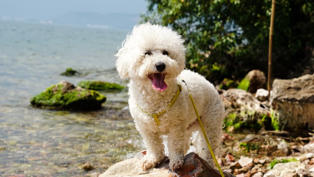 Bichon Frise by water