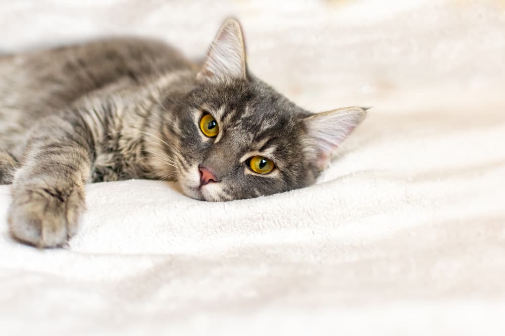 Calicivirus in Cats