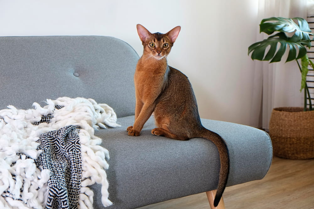 Abyssinian cat at home