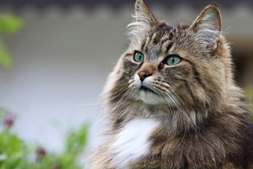 Closeup of Norwegian Forest Cat