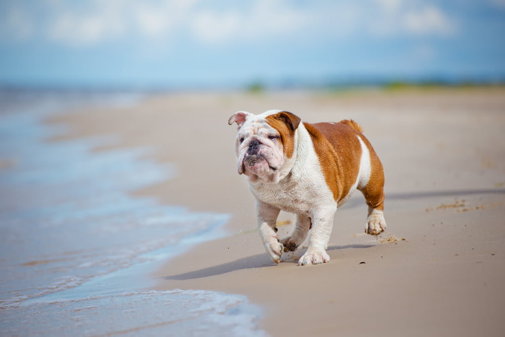 Bulldog at the beach
